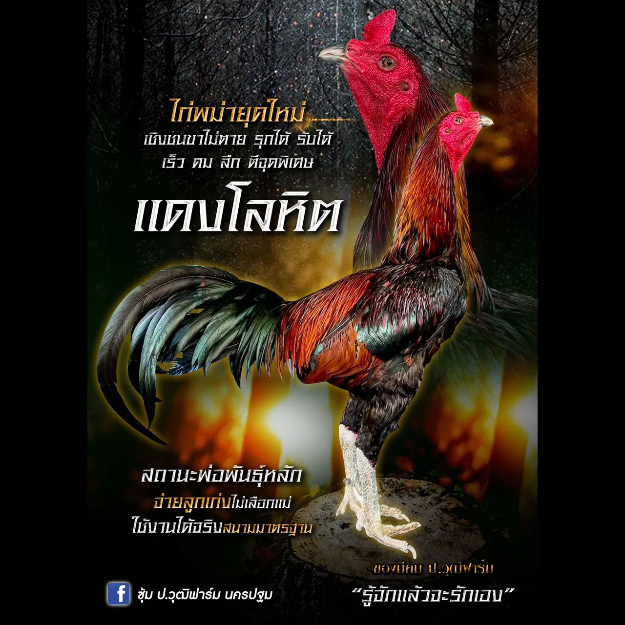 ทดสอบ — รูปที่ 2
