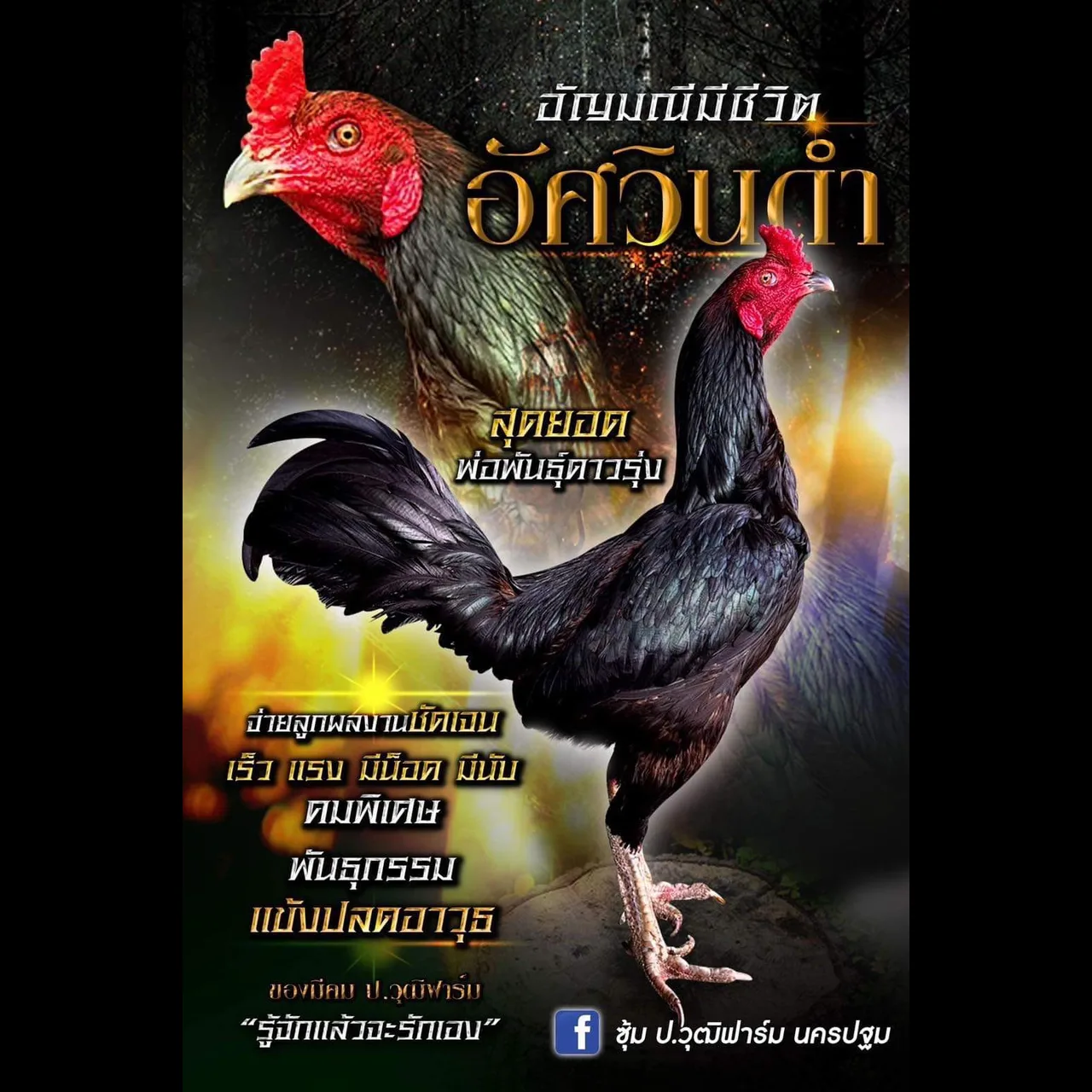 ทดสอบ — รูปที่ 3