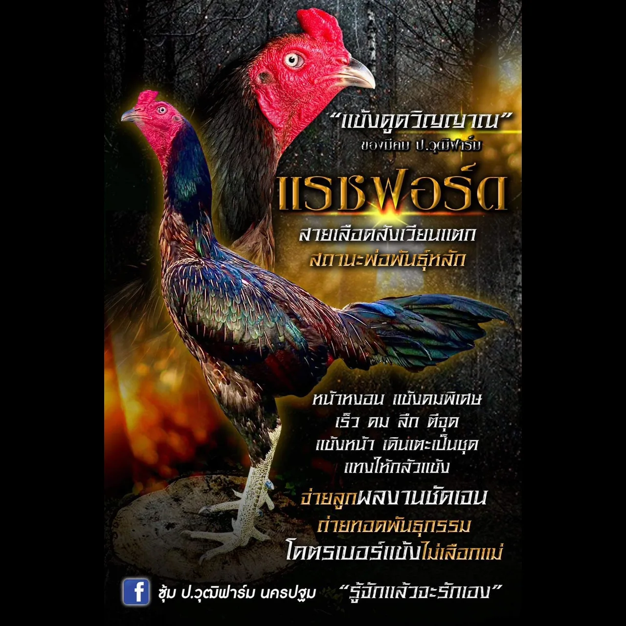 ทดสอบ — รูปที่ 4