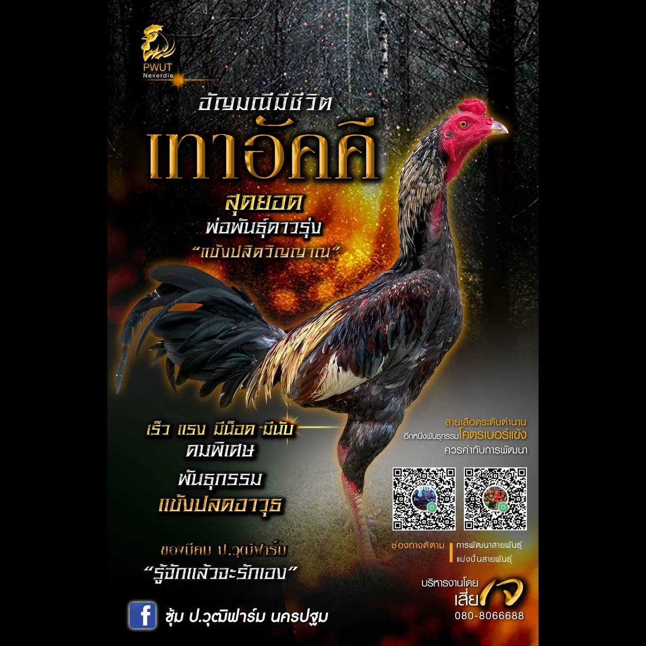 ทดสอบ — รูปที่ 6