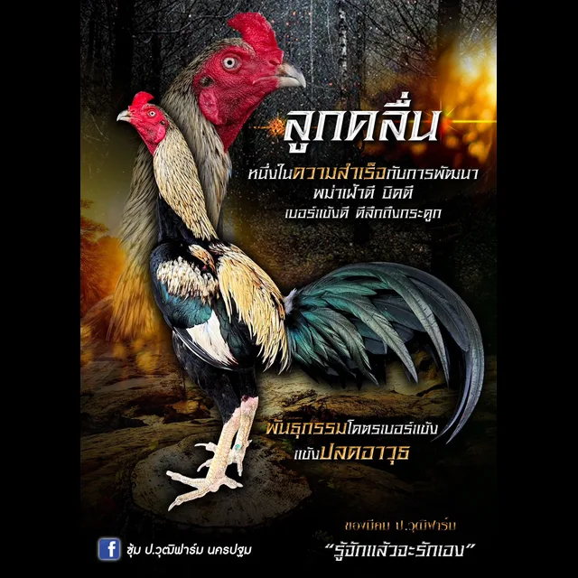 ทดสอบ